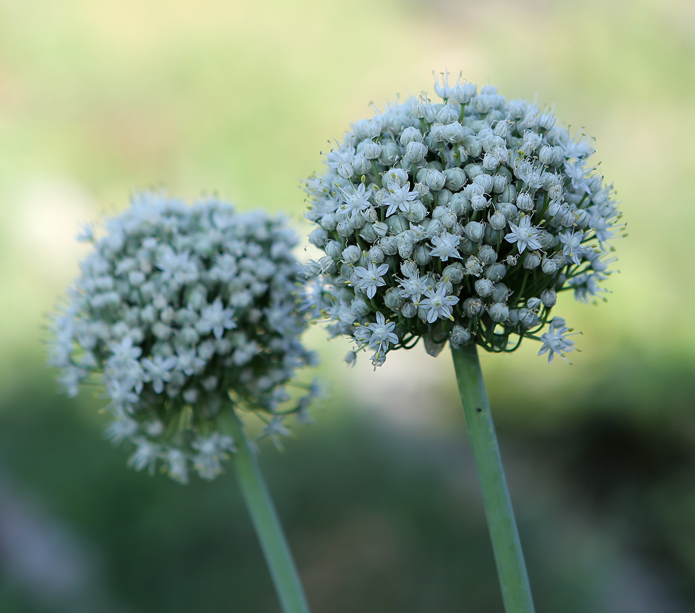 Изображение особи Allium fistulosum.