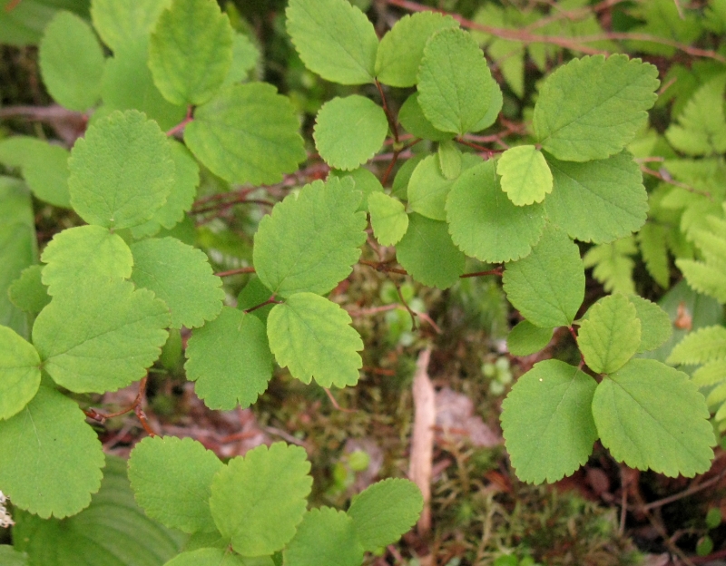 Image of Spiraea beauverdiana specimen.