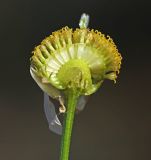 Tripleurospermum inodorum. Соцветие (часть цветков удалена). Приморский край, Уссурийский ГО, окр. ж.-д. пл. 9194 км, дол. р. Раздольная на левом берегу, пойма, галечниковые отложения. 22.09.2025.