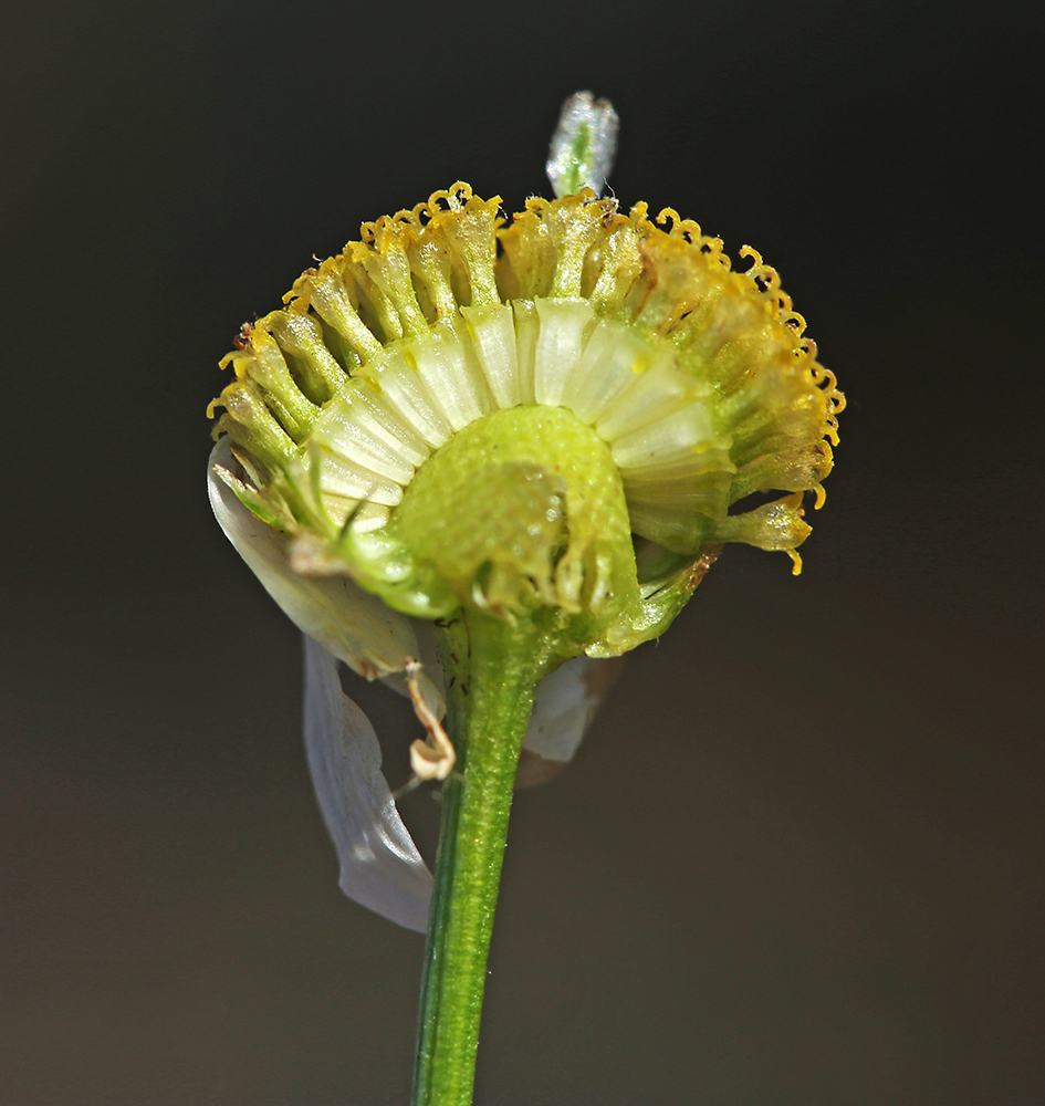 Изображение особи Tripleurospermum inodorum.