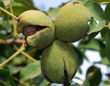 Juglans regia. Созревшие и растрескавшиеся плоды. Узбекистан, Ташкентская обл., отроги Чаткальского хр., левый берег р. Галвасай, окр. кишлака Учтерак, зона отдыха \"Дустлик\". 26.09.2025.