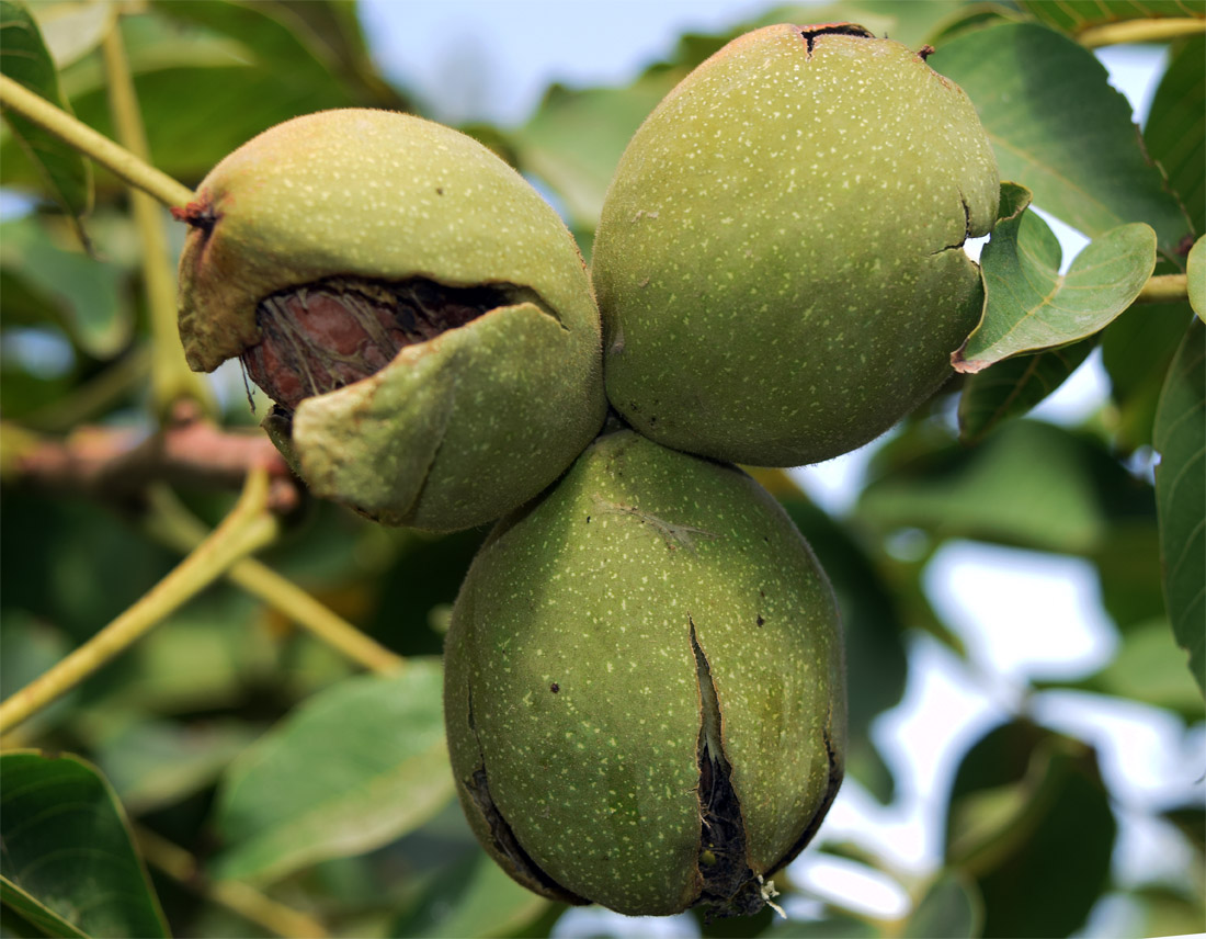 Изображение особи Juglans regia.