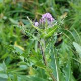 Cirsium simplex