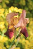 Iris × hybrida
