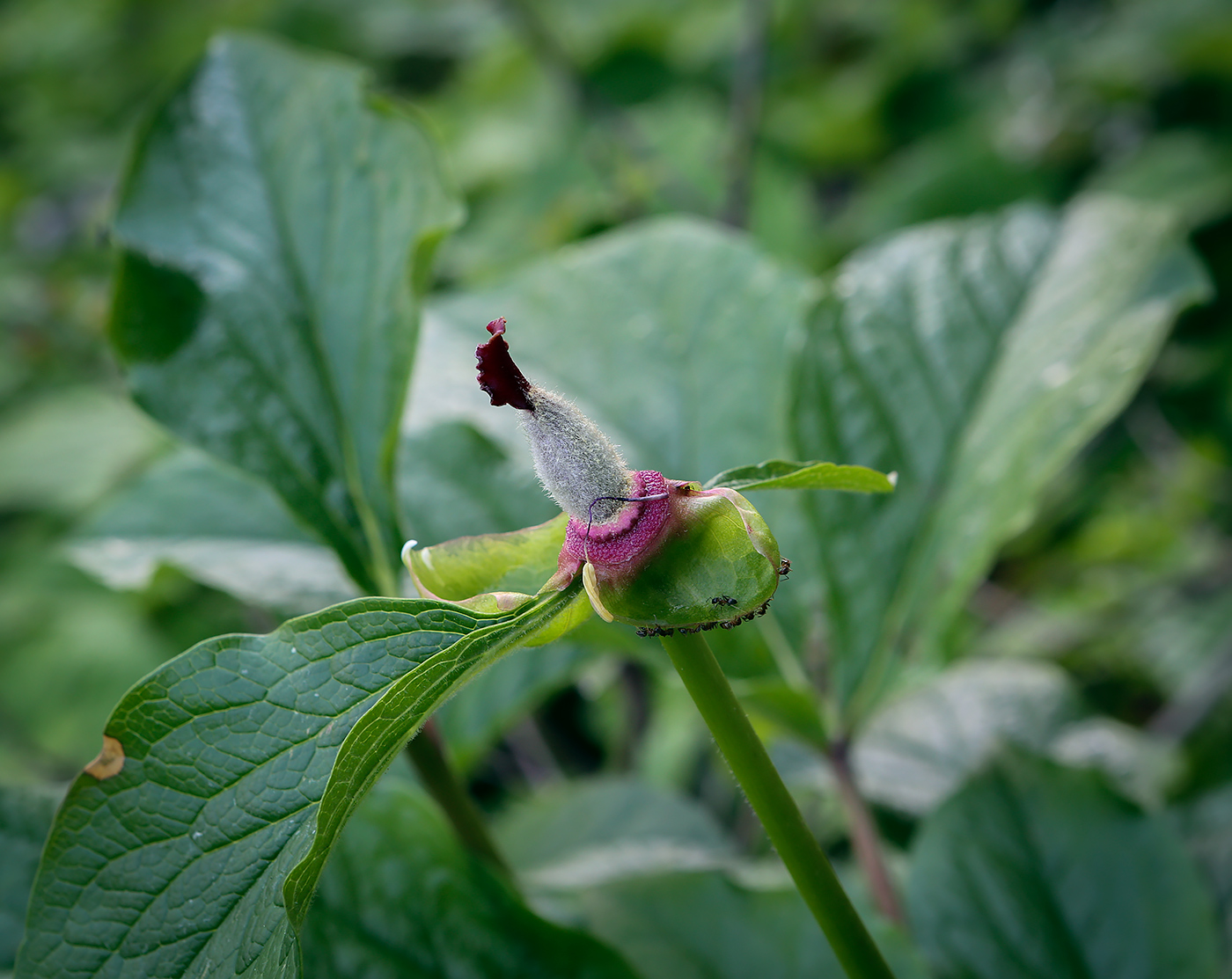 Изображение особи род Paeonia.