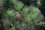 Смотреть изображение Pinus palustris