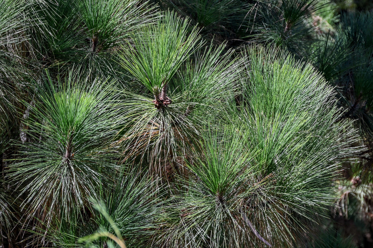 Изображение особи Pinus palustris.
