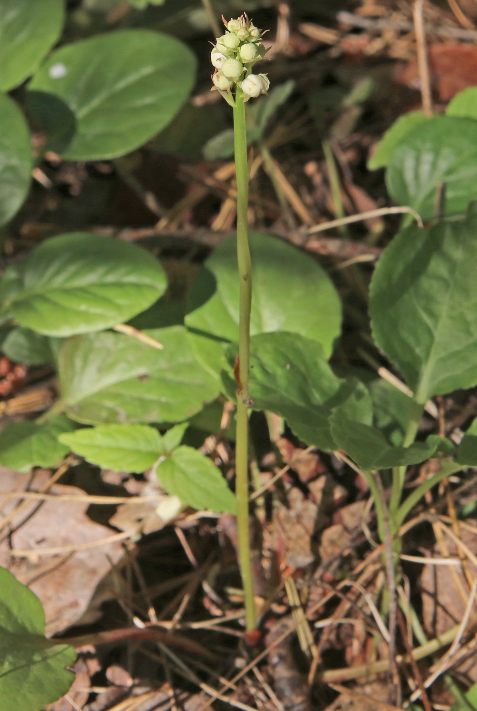 Image of Pyrola rotundifolia specimen.