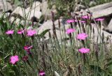 Dianthus acantholimonoides