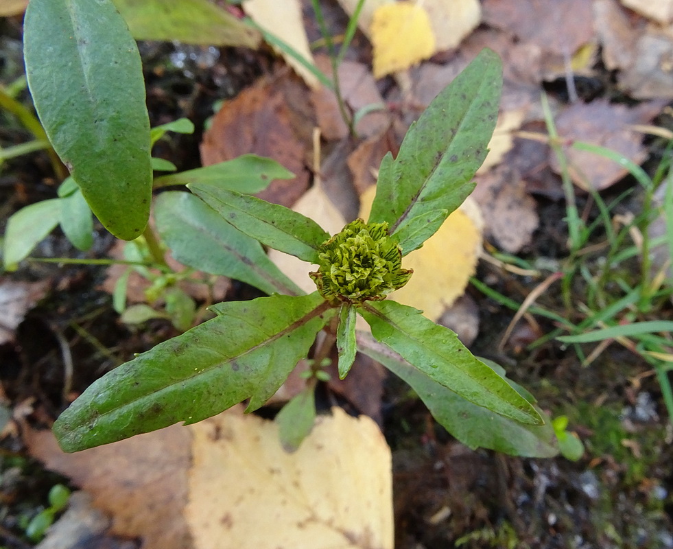 Image of genus Bidens specimen.
