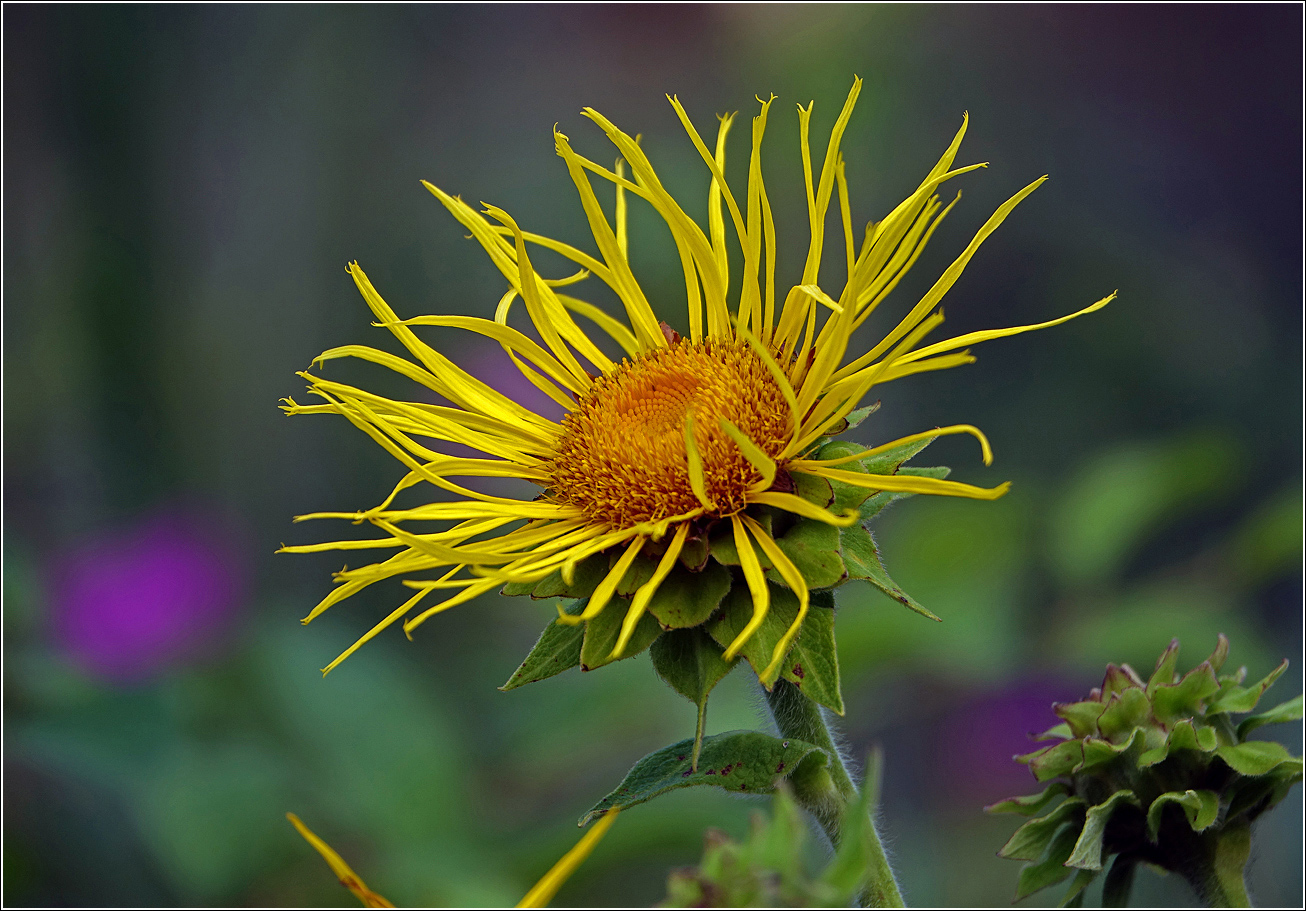 Изображение особи Inula helenium.