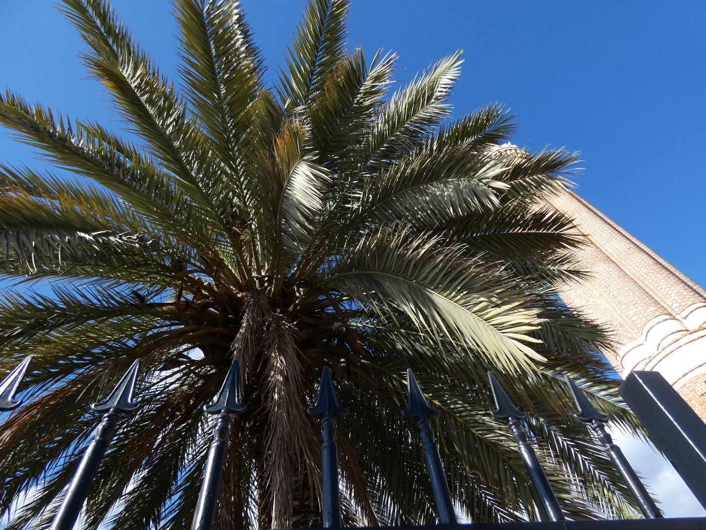 Изображение особи Phoenix canariensis.