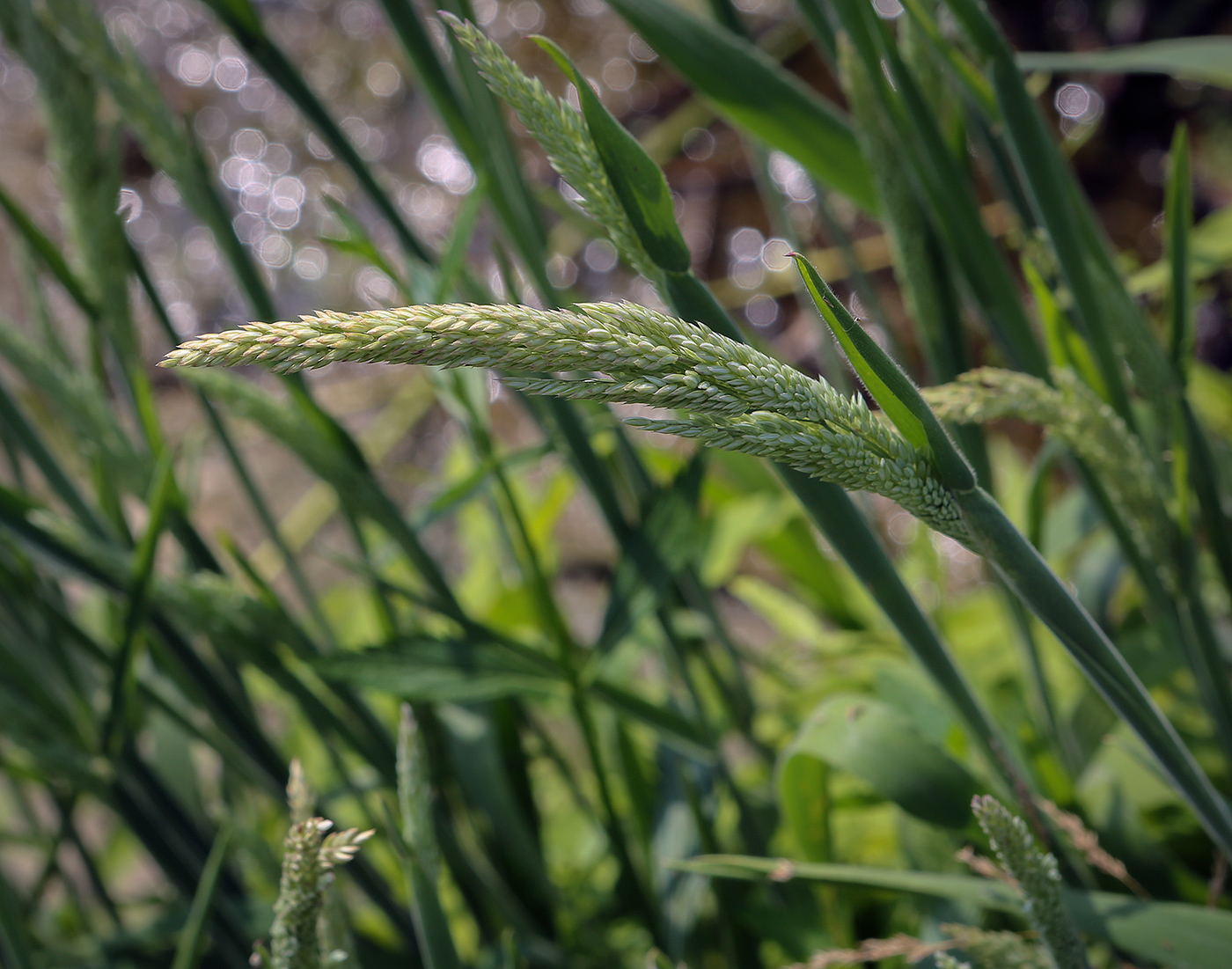 Image of Holcus lanatus specimen.