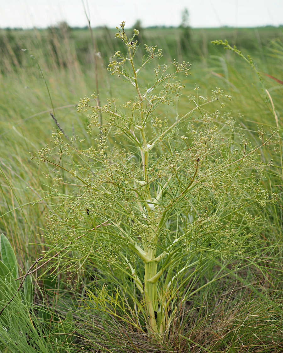 Image of Trinia multicaulis specimen.