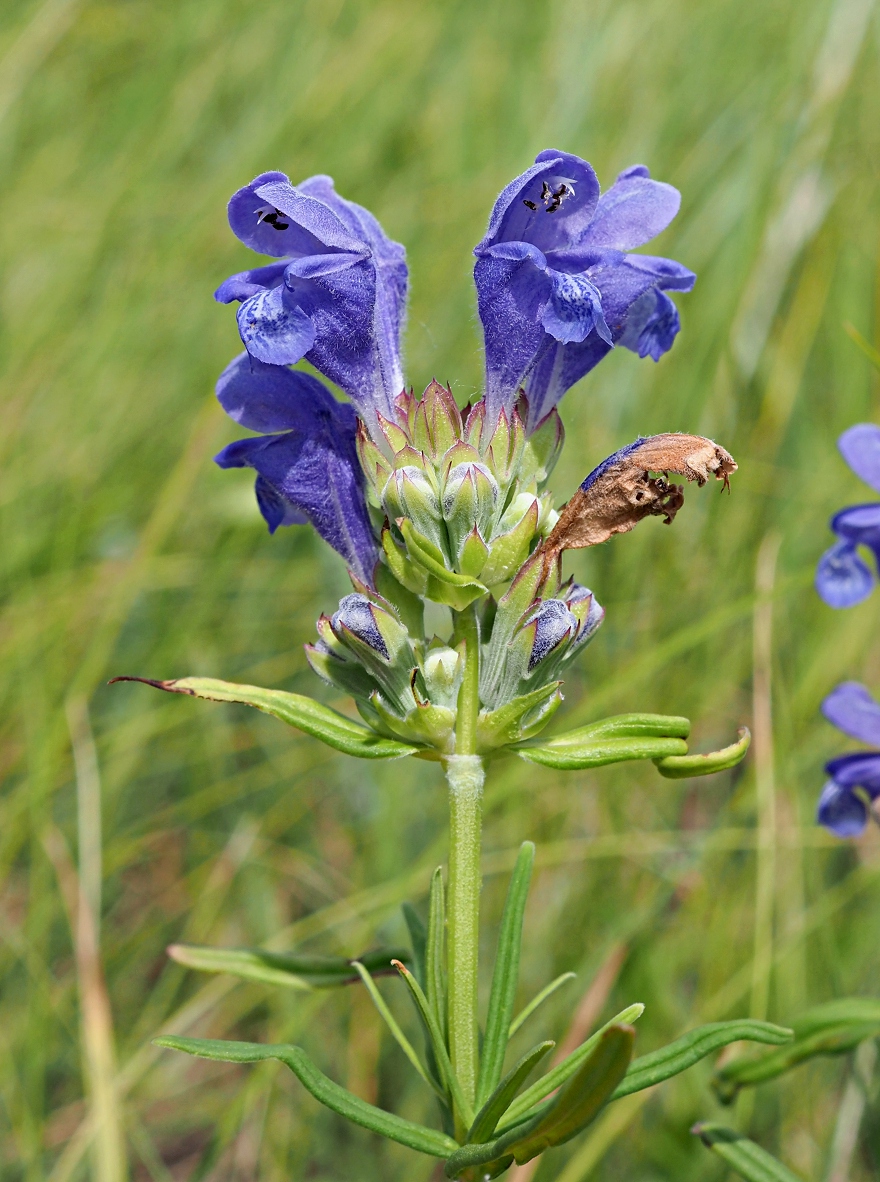 Image of Dracocephalum ruyschiana specimen.