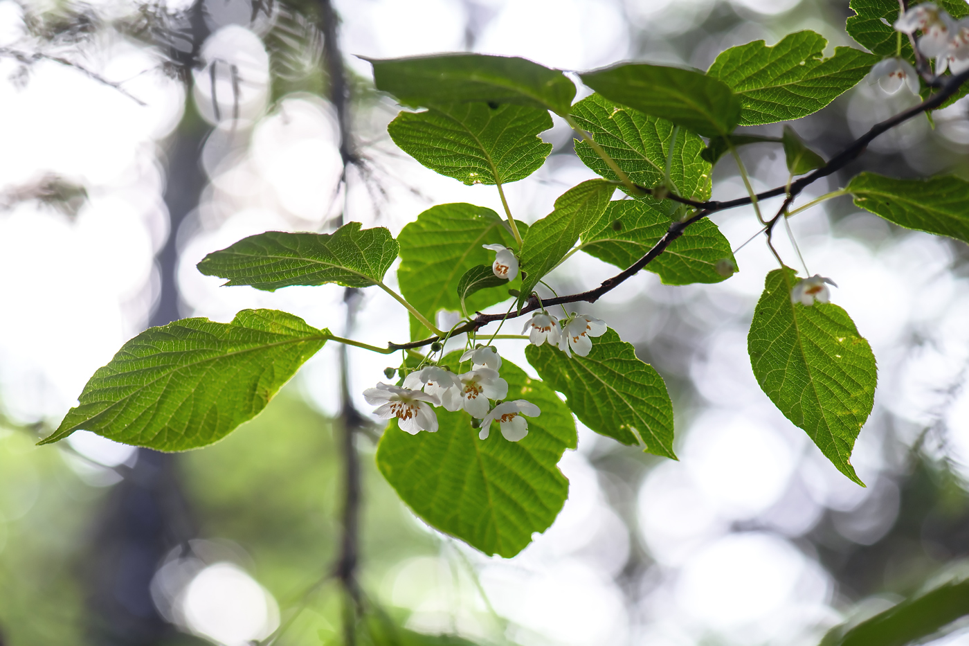 Image of Actinidia kolomikta specimen.