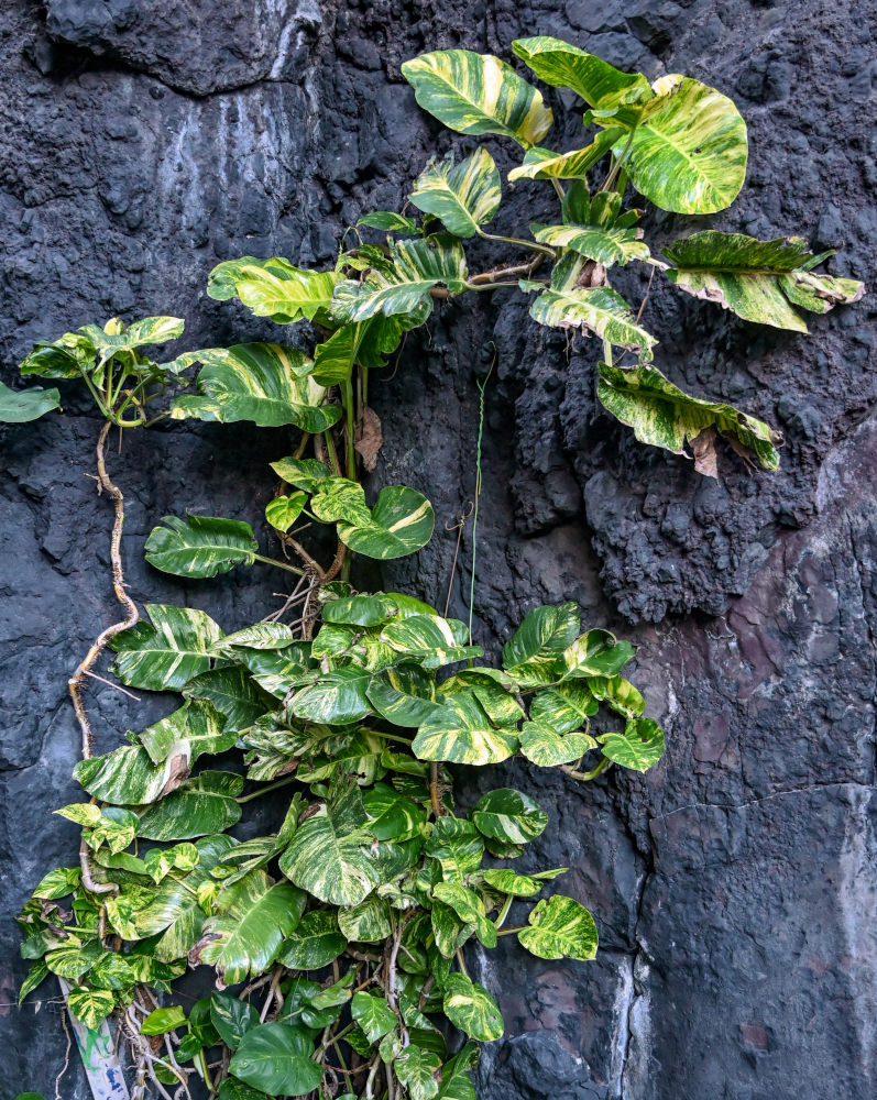 Image of Epipremnum aureum specimen.