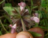 Stachys alpina