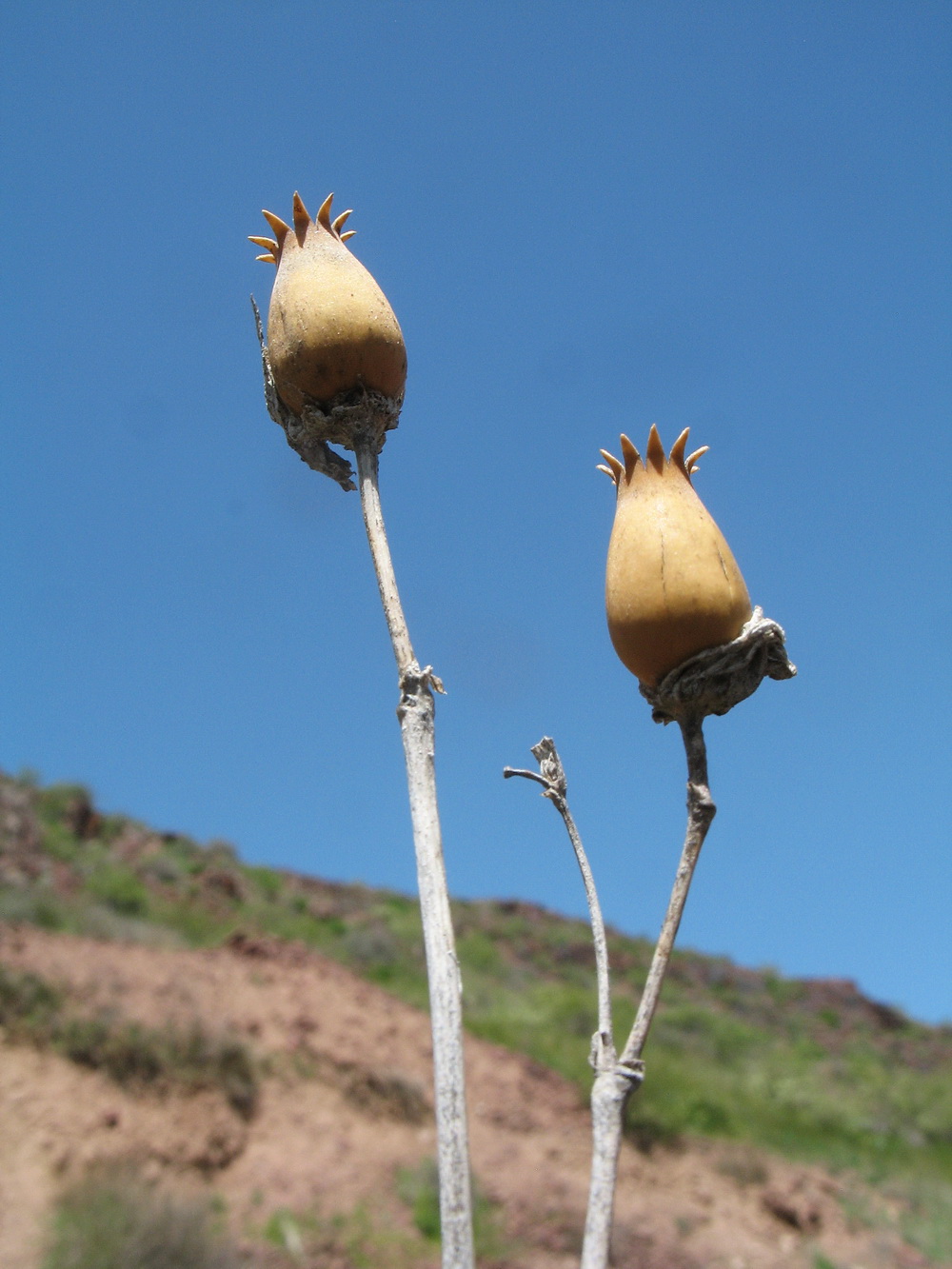 Image of Silene quadriloba specimen.