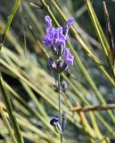 Lavandula angustifolia. Соцветие. Турция, г. Стамбул, парк развлечений \"Виалэнд\". 08.10.2025.