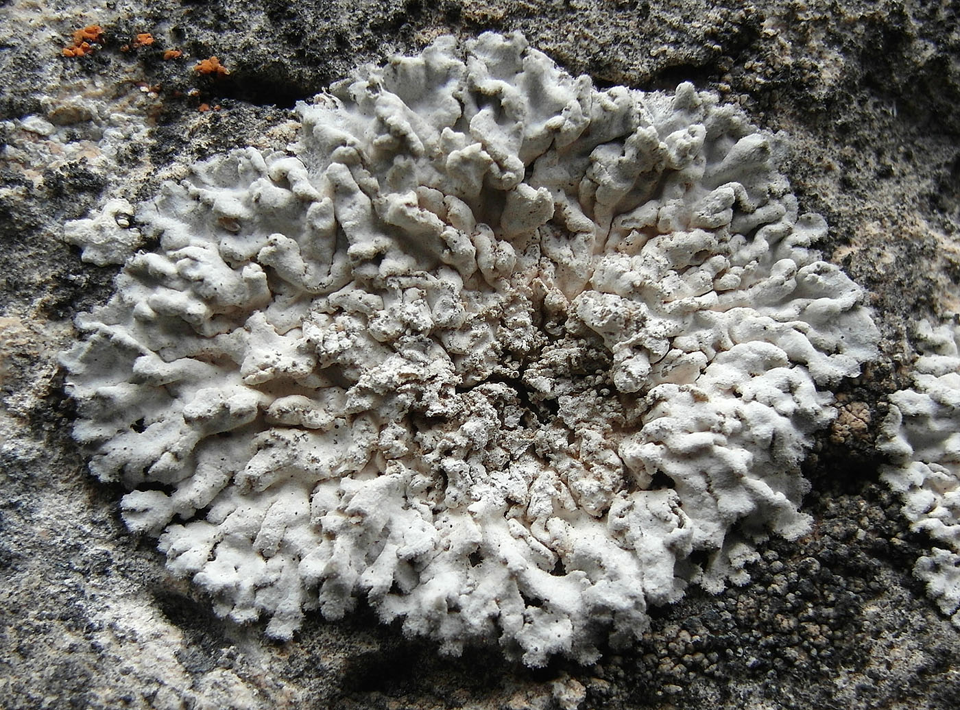 Изображение особи Anaptychia mereschkowskii.