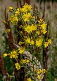 Hieracium umbellatum. Верхушка побега с соцветиями. Тульская обл., Заокский р-н, окр. с. Дмитриевское, окраина залежи. 07.09.2025.