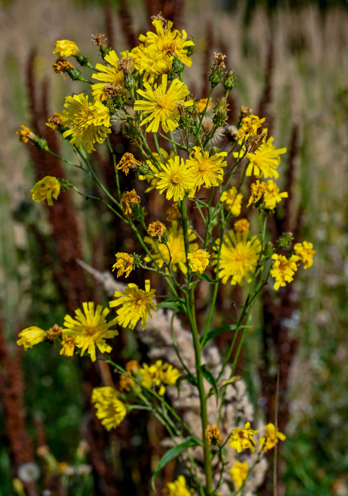 Изображение особи Hieracium umbellatum.