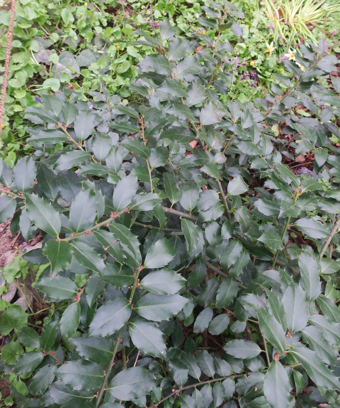 Изображение особи Ilex colchica.