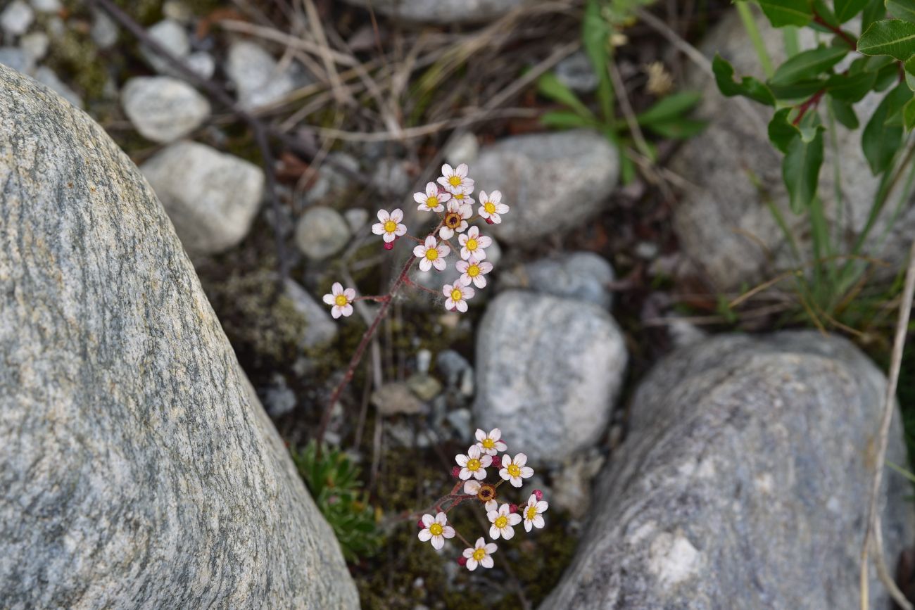 Изображение особи Saxifraga kolenatiana.