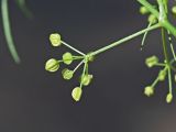 Cyclospermum leptophyllum. Соплодие. Краснодарский край, г. Адлер, ул. Просвещения, городской парк, неухоженная клумба. 03.07.2024.