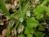 Pseudostellaria sylvatica