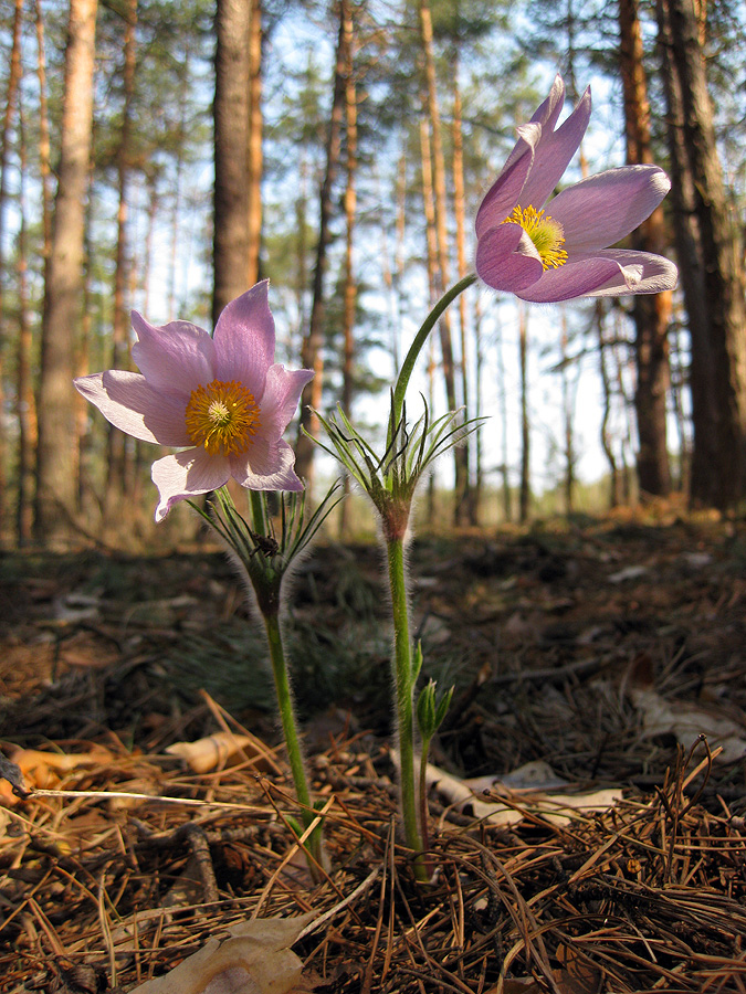 Изображение особи Pulsatilla patens.