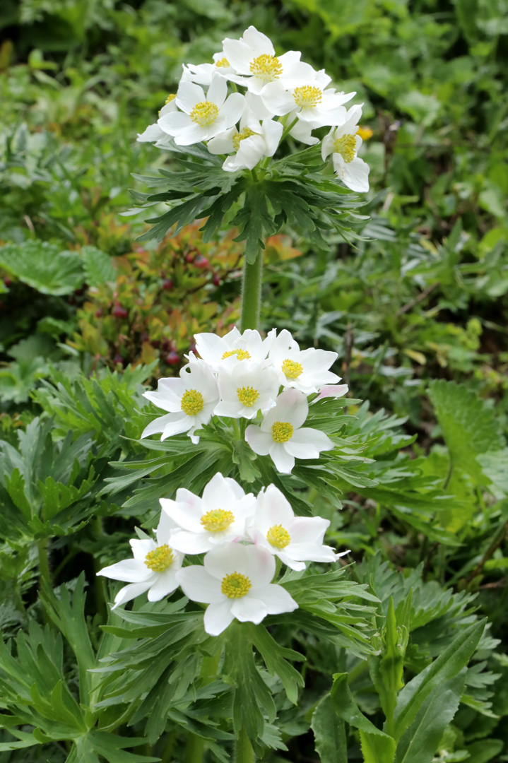 Изображение особи Anemonastrum fasciculatum.