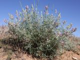 Astragalus astrachanicus