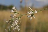 Asperula tenella. Веточка с соцветиями. Крым, Севастополь, Инкерман, гора Монастырская. 05.08.2026.