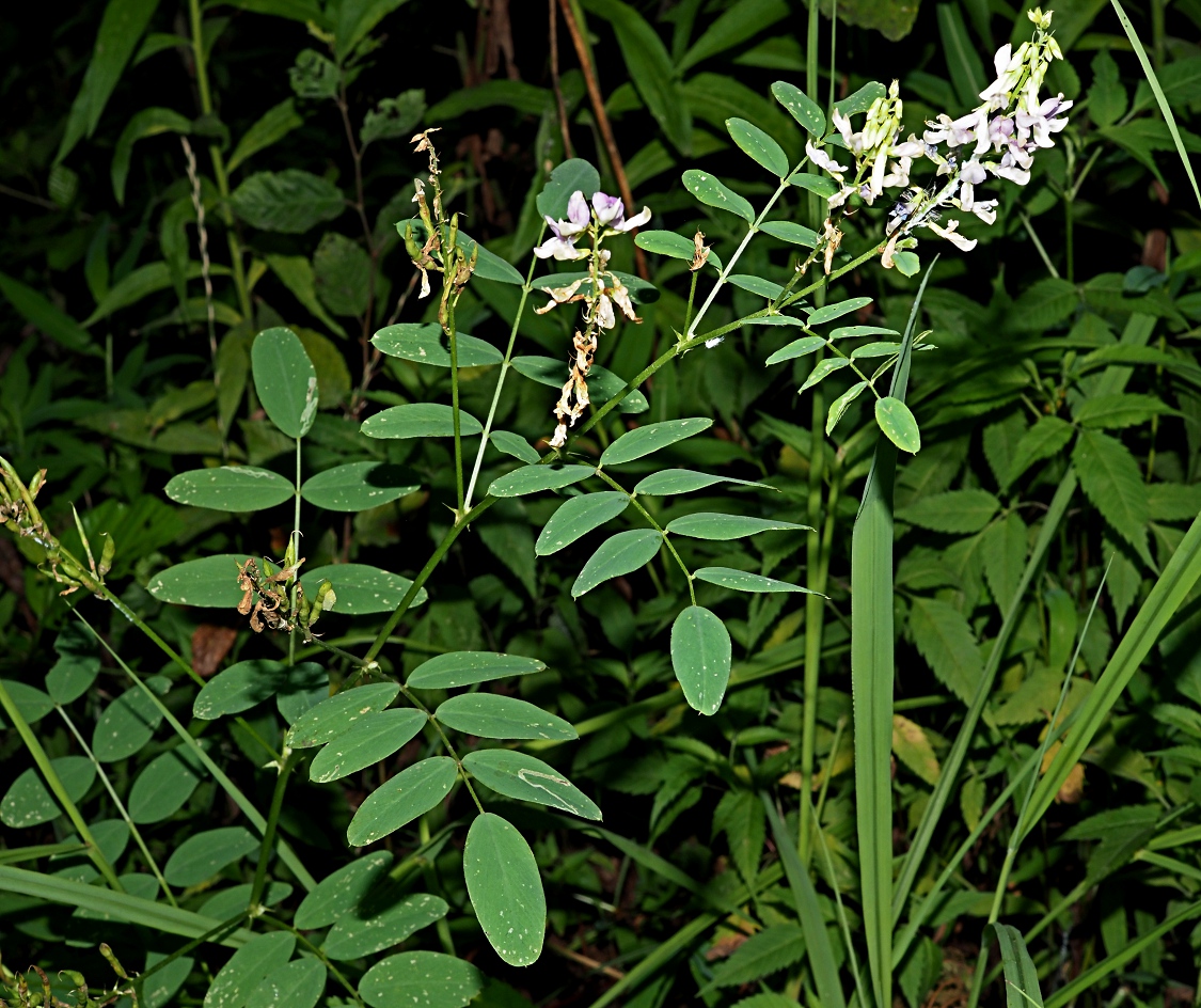 Image of Galega officinalis specimen.