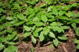 View full-size image Teucrium maximowiczii