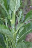Verbascum lychnitis. Средняя часть растения. Татарстан, окр. с. Камское Устье, берег р. Волга, подножие обрывистого берегового склона. 05.06.2026.