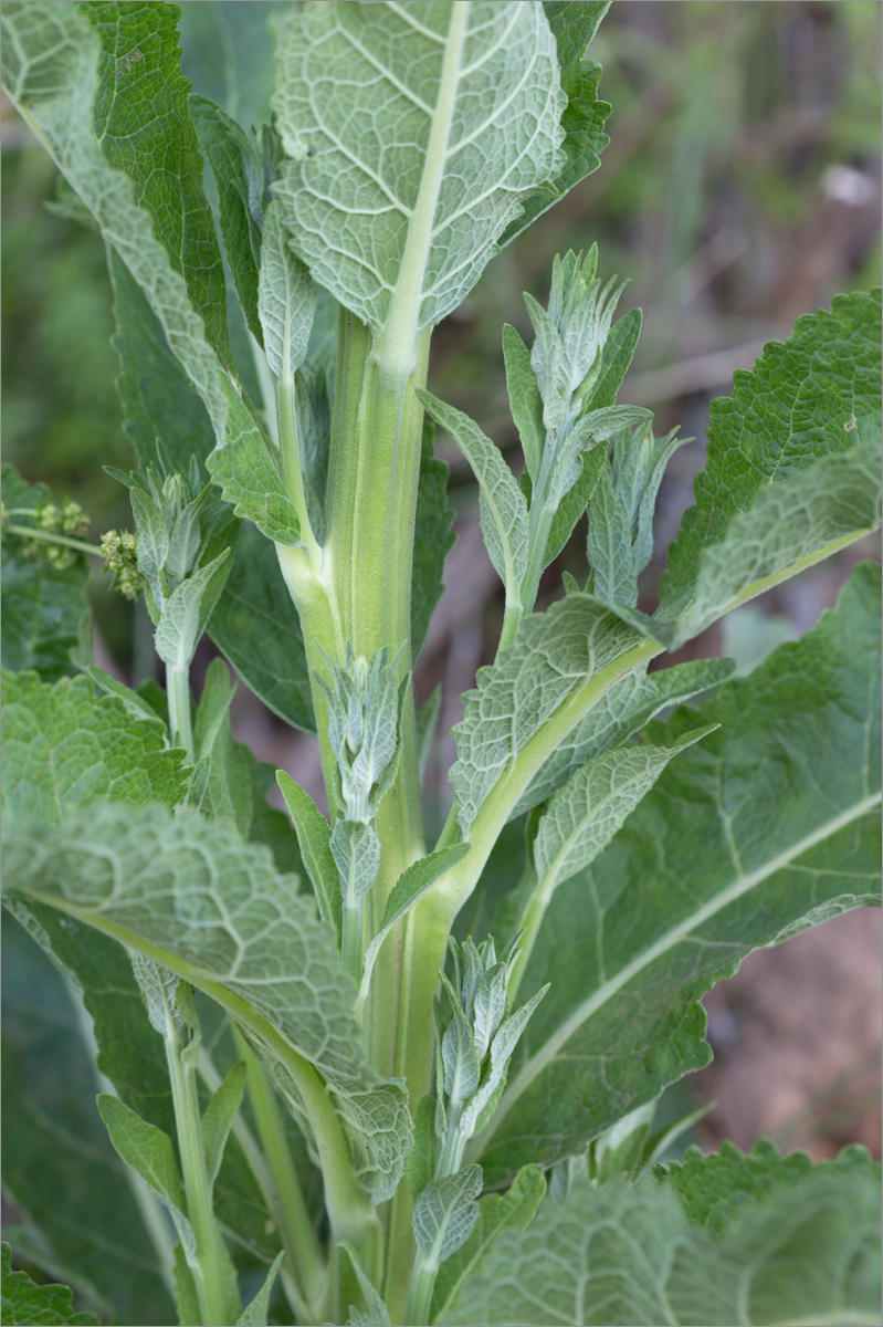 Image of Verbascum lychnitis specimen.