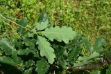 genus Quercus. Листья (вид на абаксиальную поверхность). Турция, ил Артвин, окр. храма Отхта, на искусственной террасе. 13 июня 2026 г.