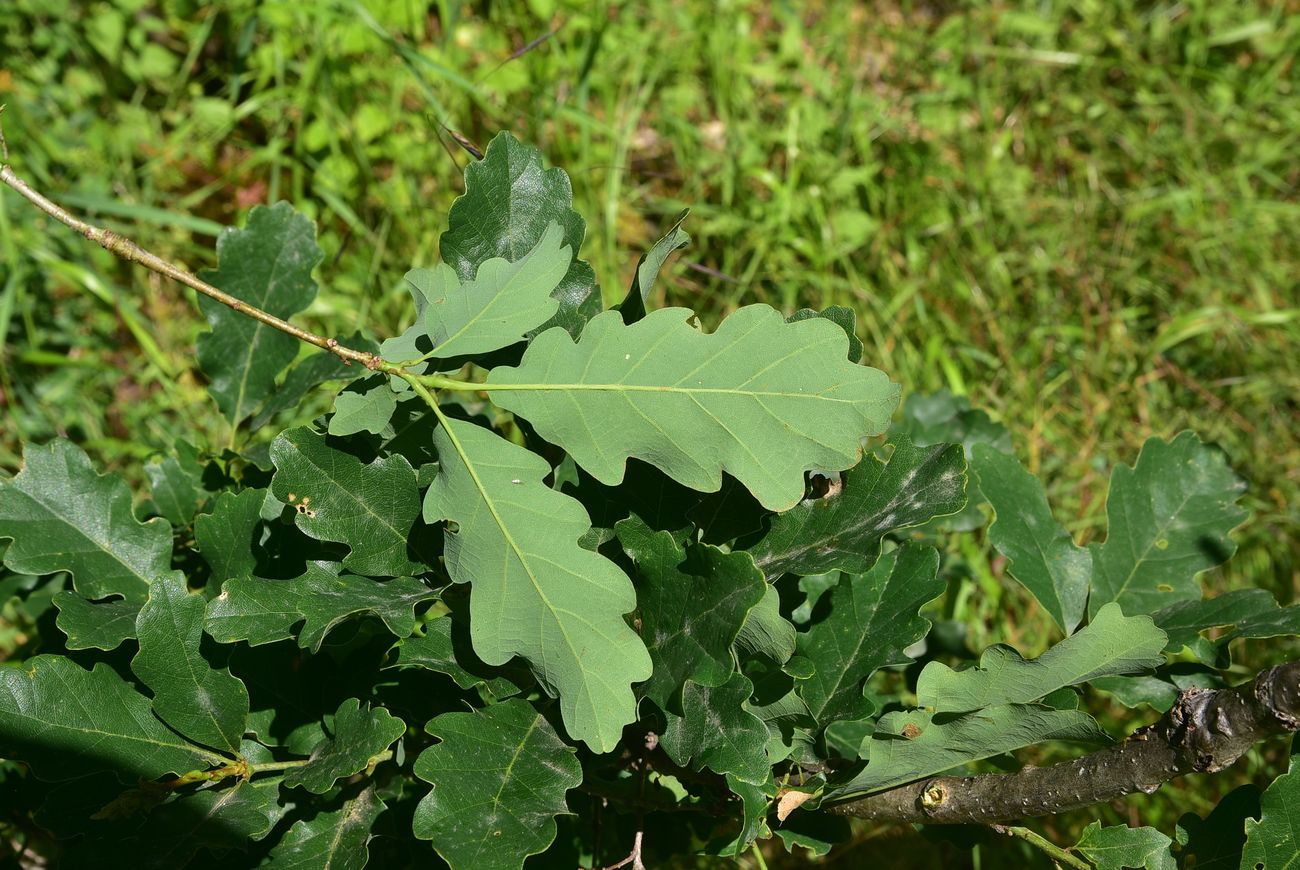 Изображение особи род Quercus.