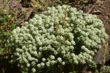 unknown species. Цветущие растения. Турция, ил Артвин, 500 м ниже храма Отхта по долине реки, подножие скалы. 13 июня 2026 г.