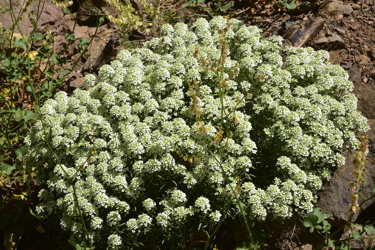 Image of Unknown species specimen.