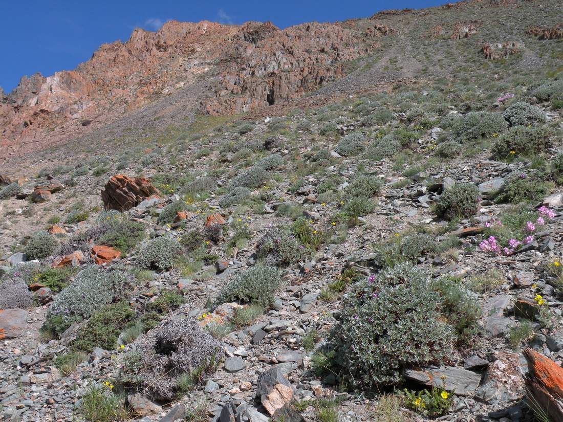 Image of Oxytropis tragacanthoides specimen.