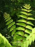 Ailanthus altissima. Листья. Республика Молдова, муниципалитет Кишинёв, г. Кодру, на пустыре. 14 июля 2026 г.