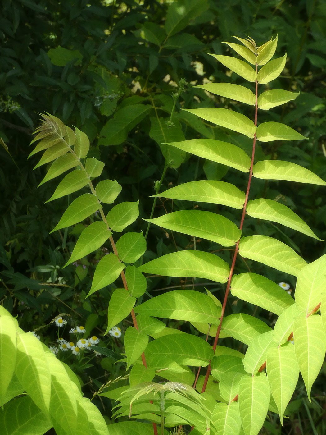 Image of Ailanthus altissima specimen.
