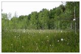 Eriophorum vaginatum