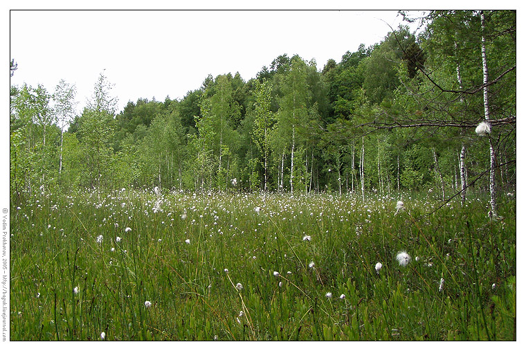 Изображение особи Eriophorum vaginatum.