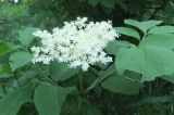 Sambucus nigra