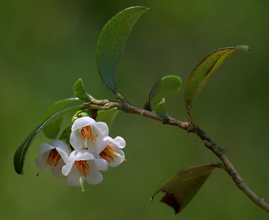 Image of Vaccinium vitis-idaea specimen.